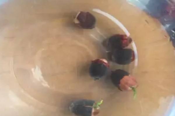 睡莲的种植方法,浸种后再撒播