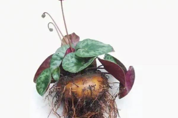 如何区分仙客来死了还是休眠,可根据球根的软硬程度判断