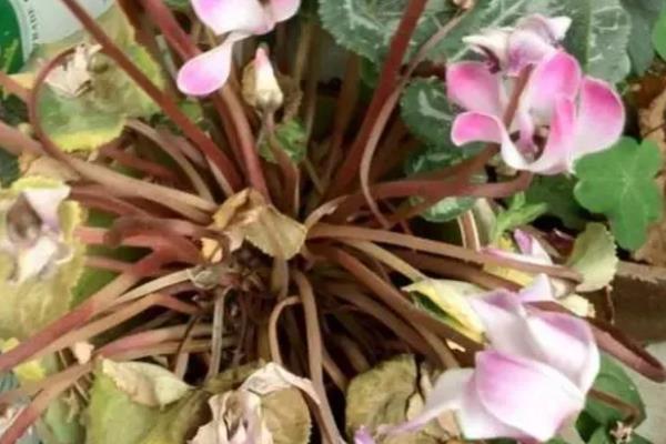 如何区分仙客来死了还是休眠,可根据球根的软硬程度判断