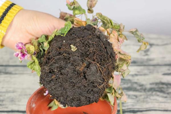 如何区分仙客来死了还是休眠,可根据球根的软硬程度判断