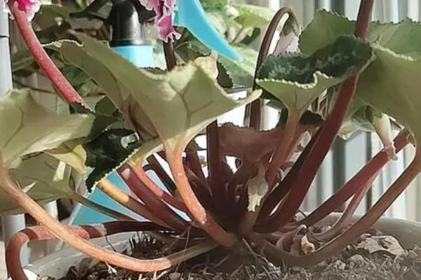 如何区分仙客来死了还是休眠,可根据球根的软硬程度判断