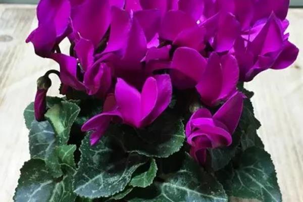 如何区分仙客来死了还是休眠,可根据球根的软硬程度判断