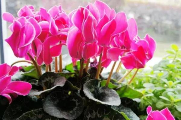 如何区分仙客来死了还是休眠,可根据球根的软硬程度判断