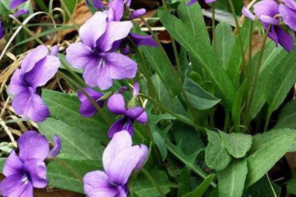 紫花地丁的养殖方法，采用撒播的方法进行播种