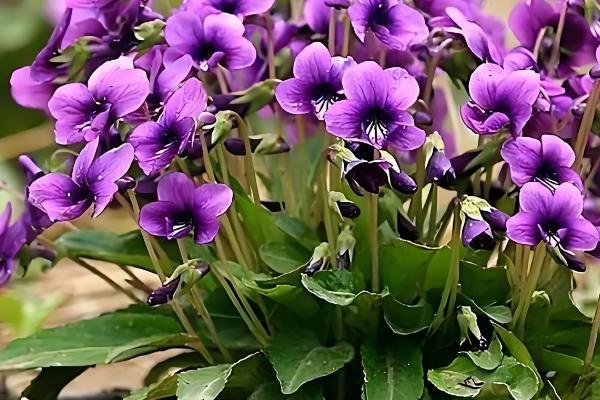 紫花地丁的养殖方法，采用撒播的方法进行播种