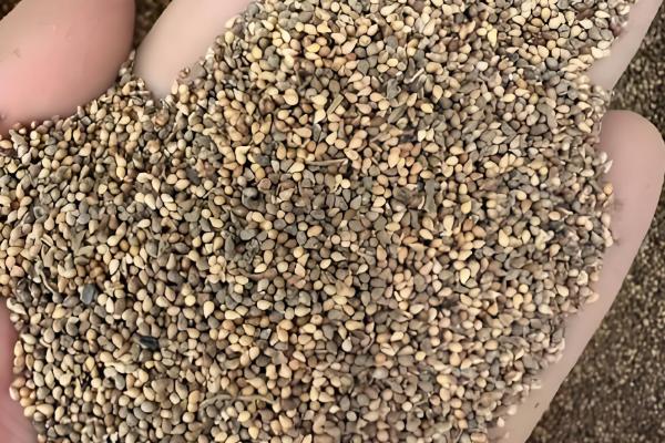 紫花地丁的养殖方法，采用撒播的方法进行播种