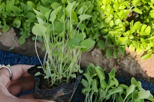 紫花地丁的养殖方法，采用撒播的方法进行播种