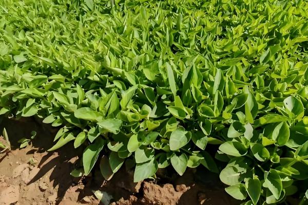 紫花地丁的养殖方法，采用撒播的方法进行播种