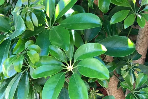 鸭掌木有什么作用，可用来净化空气、装饰环境等