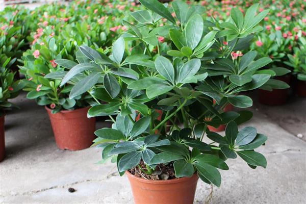 鸭掌木有什么作用，可用来净化空气、装饰环境等