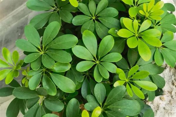 鸭掌木有什么作用，可用来净化空气、装饰环境等