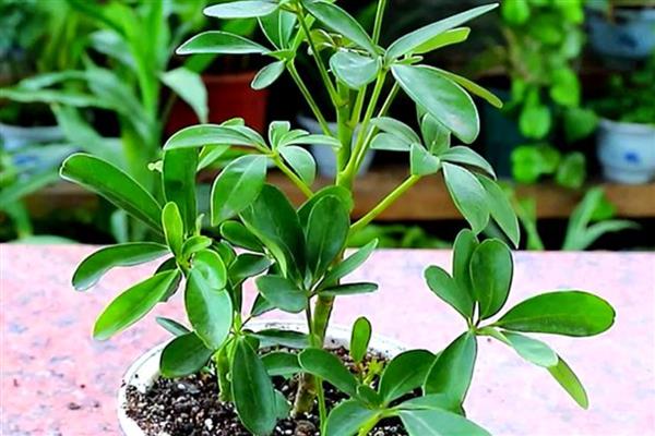 鸭掌木有什么作用，可用来净化空气、装饰环境等