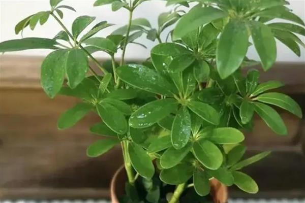 鸭掌木有什么作用，可用来净化空气、装饰环境等