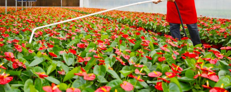 花草施肥后要不要浇水，通常是需要浇水的