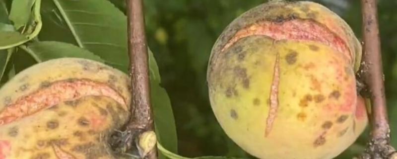 桃子成熟期为什么会烂果，病虫害侵害时会导致烂果