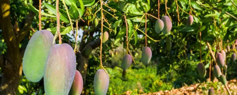 芒果的浇水间隔，每个月浇水2-3次