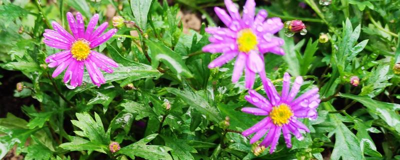 哪些花卉在秋季栽种,可以种植荷兰菊、番红花等