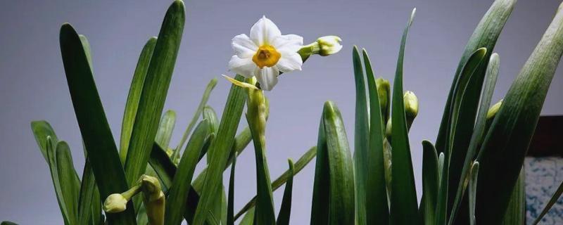 福建省的省花，是水仙花