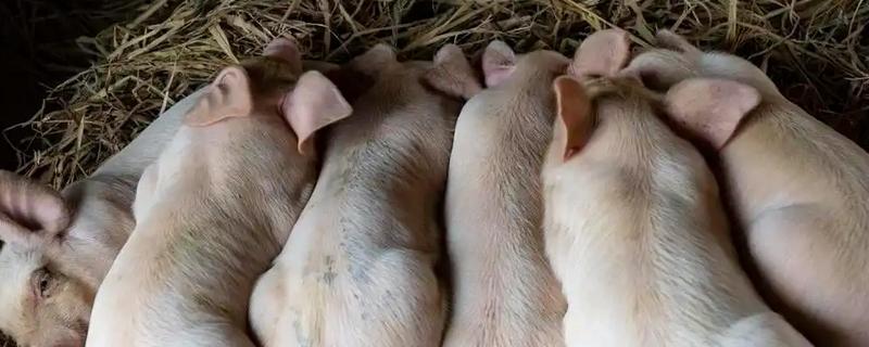 猪流涕打喷嚏咳嗽怎么办，感冒时可肌注板蓝根注射液加头孢