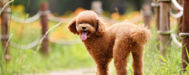 泰迪狗不能吃哪些食物，不可以吃洋葱、大葱类食物