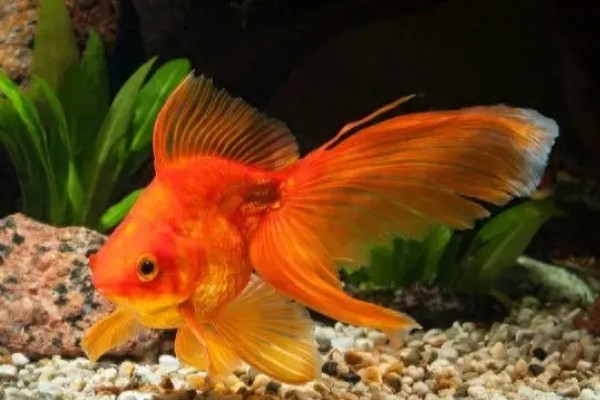 鱼是怎么睡觉的,是在水中睡觉的