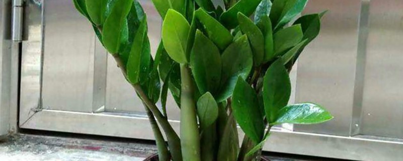 金钱树烂根怎么办，剪除腐烂部位经过消毒再重栽