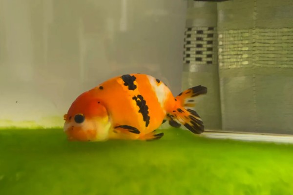 鱼是怎么睡觉的,是在水中睡觉的