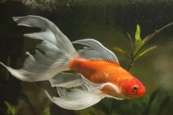 鱼是怎么睡觉的,是在水中睡觉的