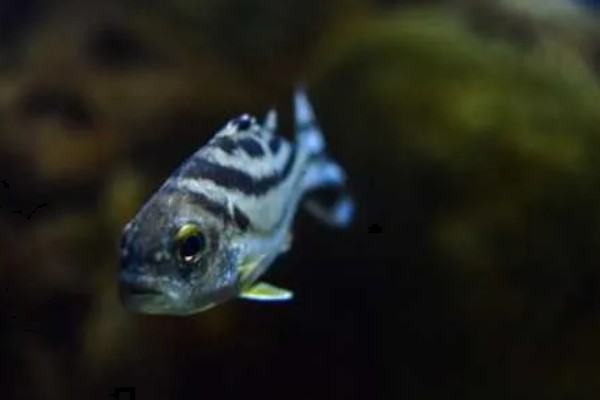 鱼是怎么睡觉的,是在水中睡觉的