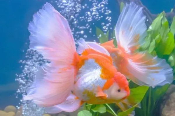 鱼是怎么睡觉的,是在水中睡觉的