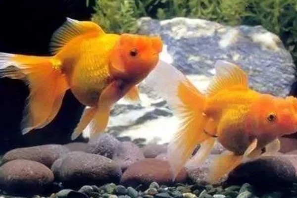 鱼是怎么睡觉的,是在水中睡觉的