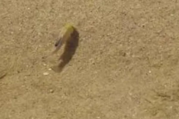 鱼是怎么睡觉的,是在水中睡觉的