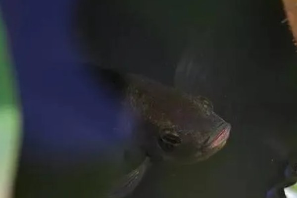 鱼是怎么睡觉的,是在水中睡觉的