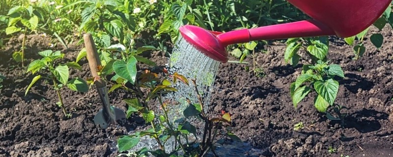 恶霉灵的灌根间隔，每隔5-7天灌一次