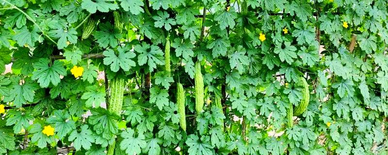 苦瓜的田间管理技术，中耕除草是首要工作