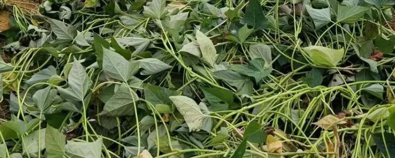 红薯藤的青贮饲料怎么制作，物料含水量控制在50%左右