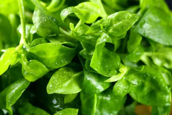 田七叶子的形状,呈长椭圆形或长圆形