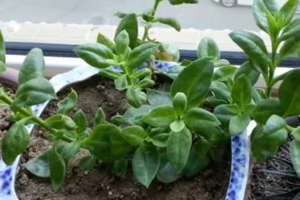 田七叶子的形状,呈长椭圆形或长圆形