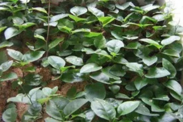 田七叶子的形状,呈长椭圆形或长圆形