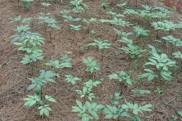 田七叶子的形状,呈长椭圆形或长圆形