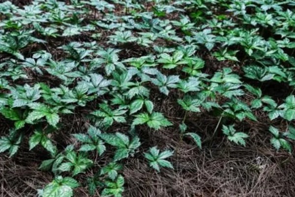 田七叶子的形状,呈长椭圆形或长圆形