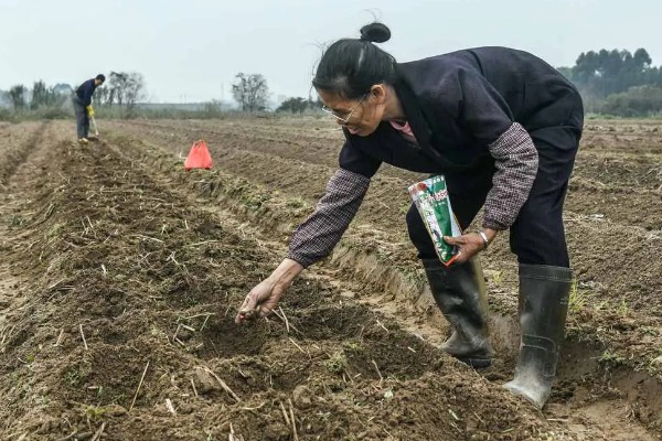 田七叶子的形状,呈长椭圆形或长圆形