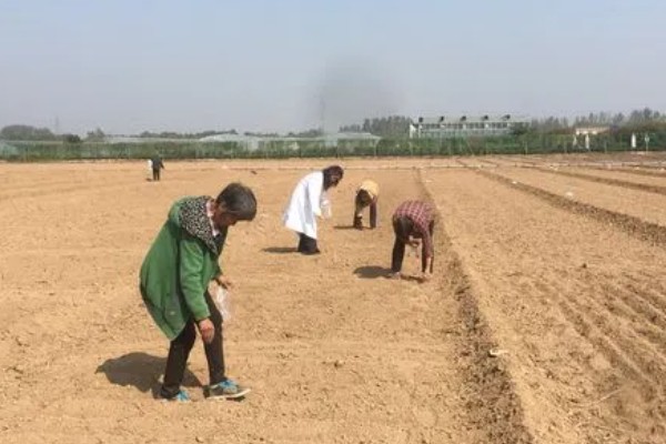 田七叶子的形状,呈长椭圆形或长圆形