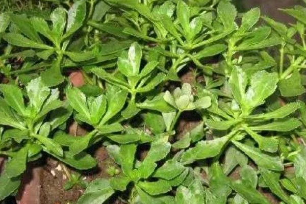 田七叶子的形状,呈长椭圆形或长圆形