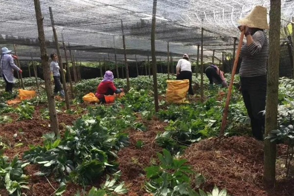 田七叶子的形状,呈长椭圆形或长圆形