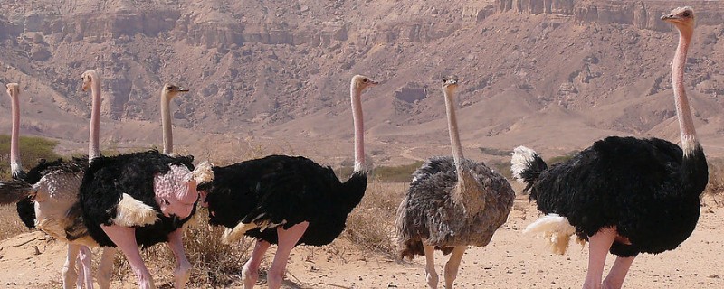 鸵鸟是鸟类吗,鸵鸟是鸟类