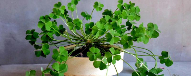 三叶草怎么种植，将种子与细沙混匀再撒播