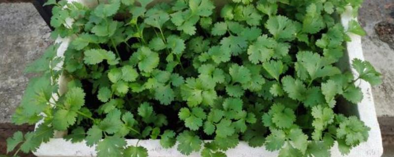 香菜种子几天可以发芽，7天左右发芽