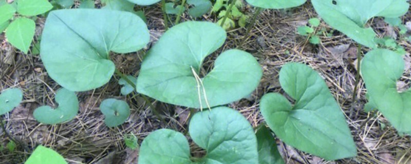 细辛冬天会不会被冻死，可以忍耐-40℃以下的低温