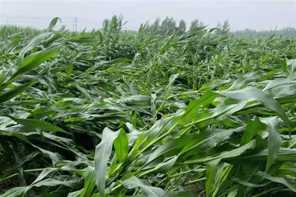 玉米倒伏要人工扶起来吗,在抽穗期则不用人工扶起来